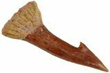 Fossil Sawfish (Onchopristis) Rostral Barb - Morocco #230985-1